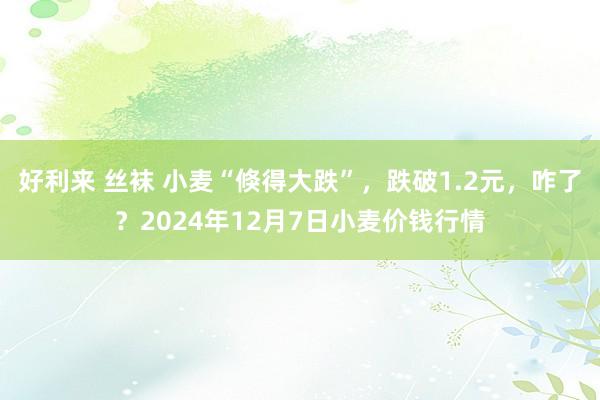 好利来 丝袜 小麦“倏得大跌”，跌破1.2元，咋了？2024年12月7日小麦价钱行情