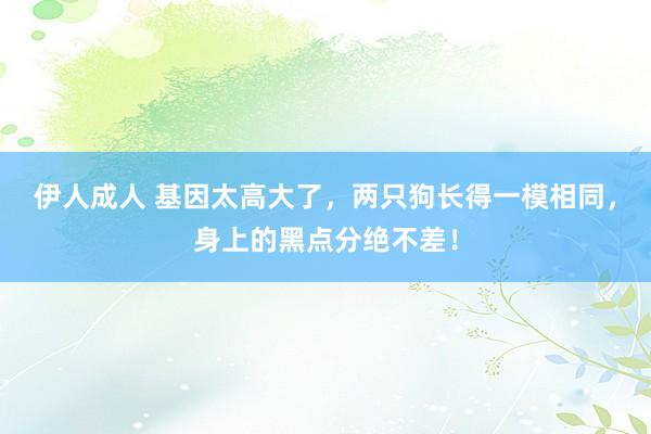 伊人成人 基因太高大了，两只狗长得一模相同，身上的黑点分绝不差！